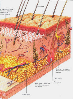 The toxic acid Botox