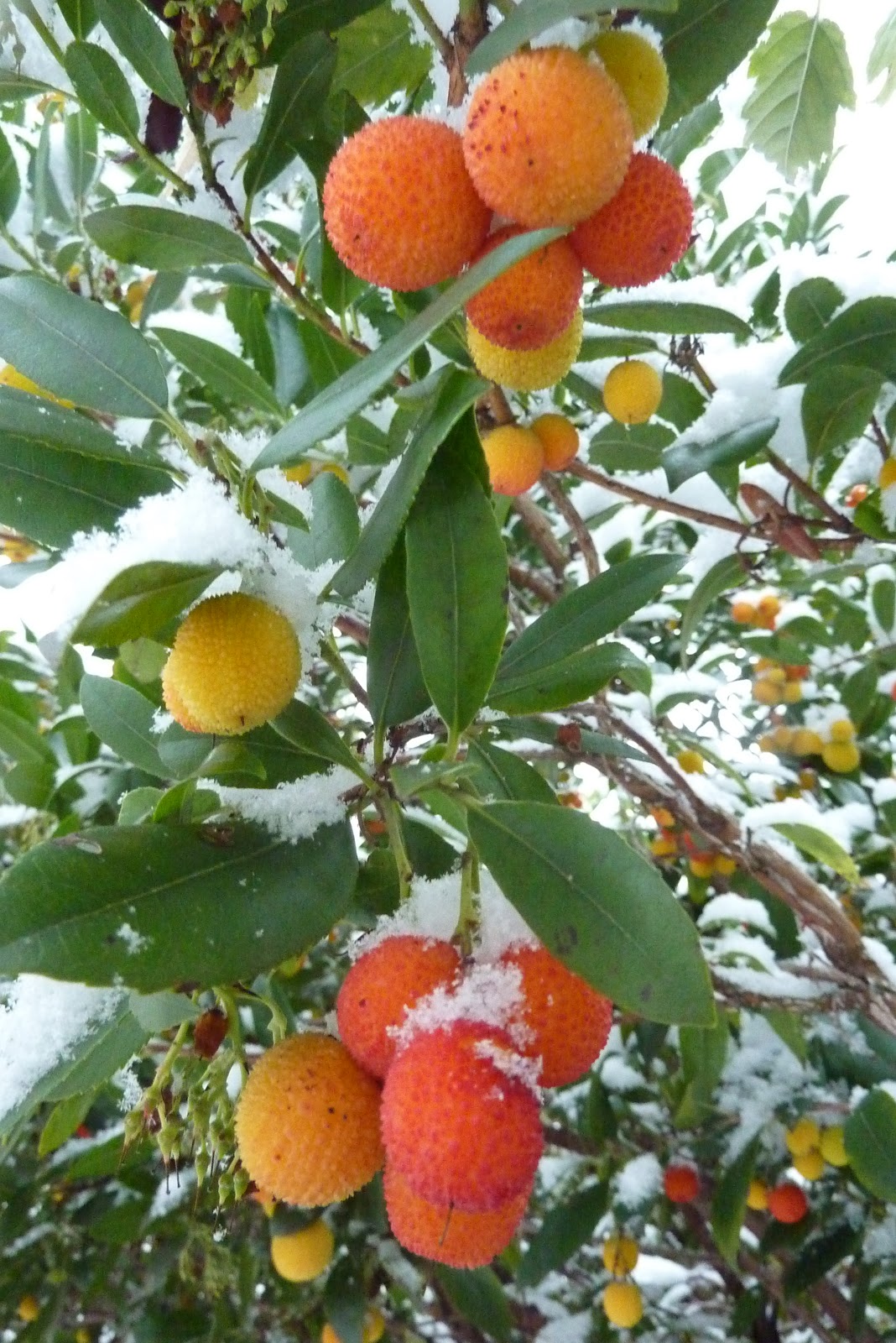 Piccalilli Pie: Strawberry Tree Fruit: Betcha Can't Even ...