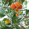 Strawberry Fruit Tree Pictures : Buy strawberry-tree Arbutus unedo: Delivery by Waitrose ... / See more ideas about strawberry tree, fruit, tree.
