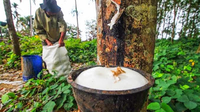 Harga Karet Dan Sawit Mulai Merangkak Naik, Petani Karet Dan Sawit Siabu Sumringah...!!