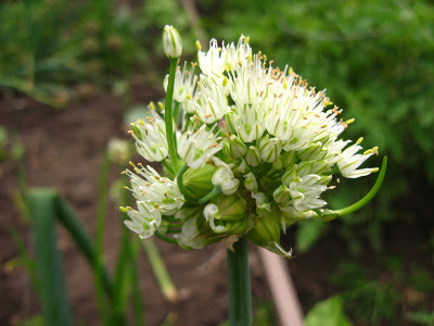 walking onion bulbils and flowers