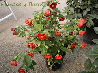 riego jardines parques y jardines cesped artificial jardines