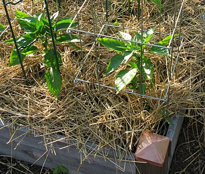 Small Kitchen Garden on Year  We Re Growing An All Pepper Bed As Part Of Our Kitchen Garden