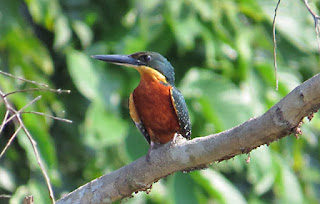 Green-and-rufous Kingfisher