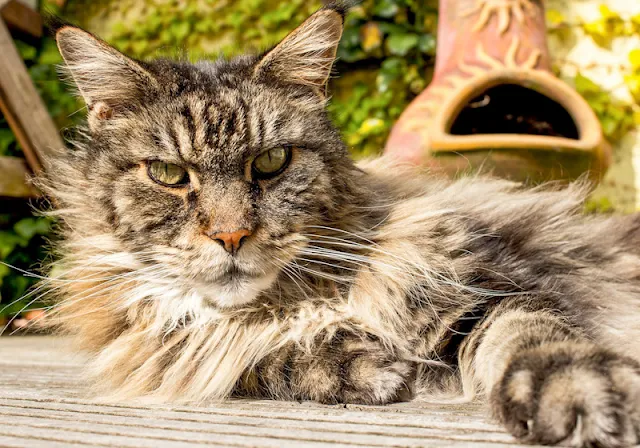 Tabby Maine Coon in a garden