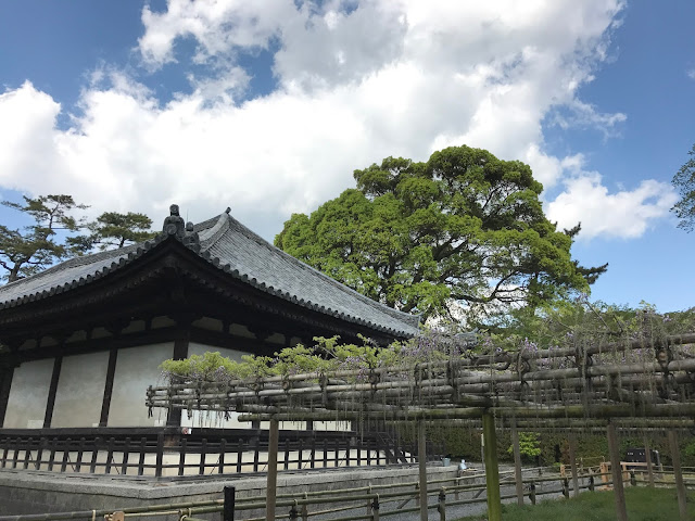 宇治 平等院 紫藤花