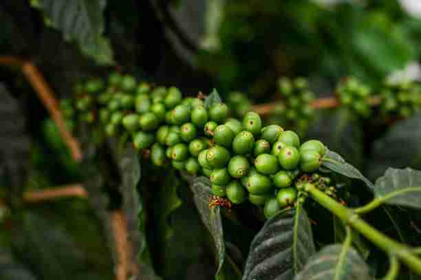 Arabica Coffee, Its Types And Characteristics