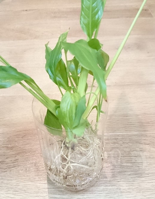 スパティフィラムの植え替え すみっこ園芸