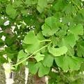 ginkgo biloba