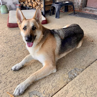 Dog relaxing on a patio