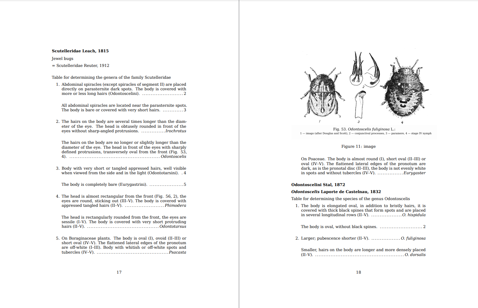 Screenshot of page 17 and 18 of a document showing a key to the genera of Scutelleridae, a drawing of Odontoscelis fuliginosus, and the start of a key to Odontoscelis.