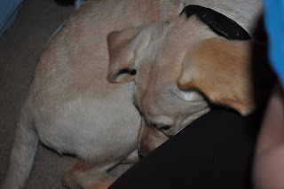 Bob curled up in a ball right up against my leg, his ear is flopped over on my leg and his face is tucked into his belly.