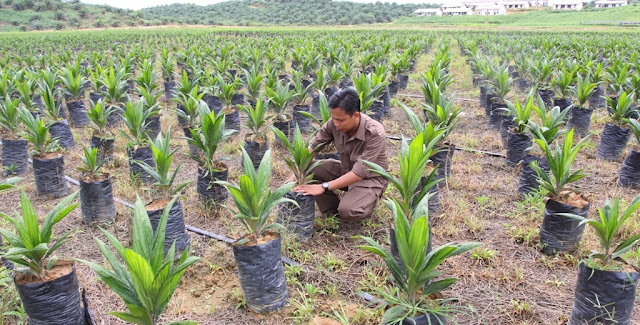 Metode Hibridisasi Ciptakan Bibit Unggul