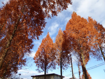 打上川治水緑地・メタセコイアの紅葉