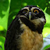 Conoce al Búho de Anteojos, Spectacled Owl