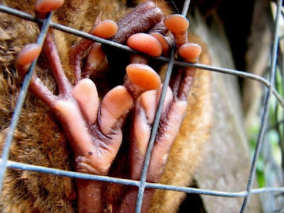 The Beautiful Complexity of Animal Hands