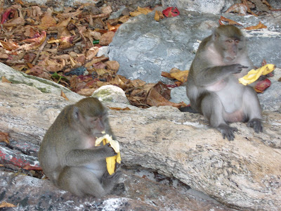 Pictures Of Monkeys Eating Bananas. Monkeys eating bananas at the