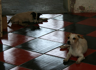 Puppies enjoying the new floor