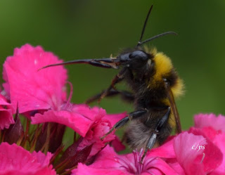 Hummel auf Futtersuche, bumblebee search for food. 