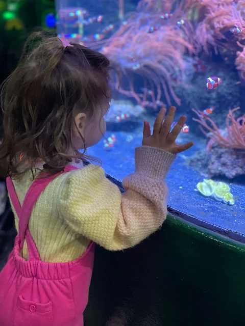 A child looking into a fish tank with Nemo like clown fish at Sealife Adventure Aquarium in Southend