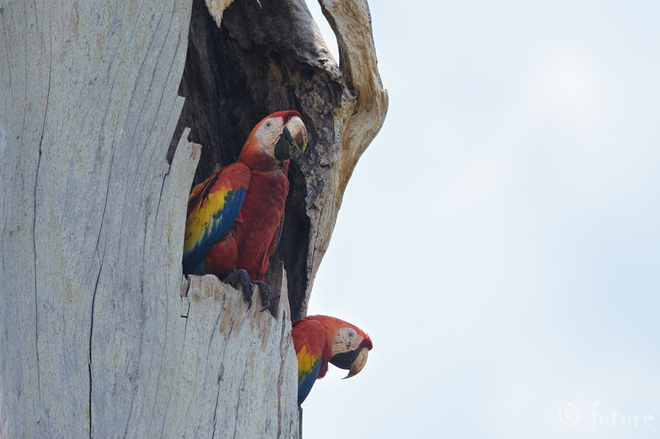 Puna-aara, Ara macao cyanopterus, Scarlet Macaw, papagoi, makao, parrot