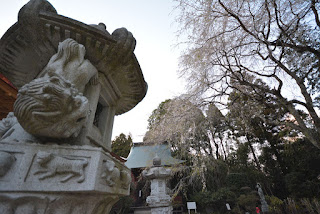 小松寺の桜
