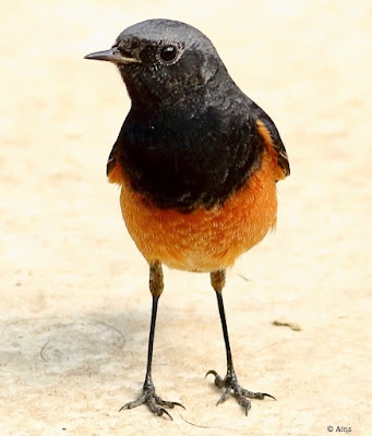 " Standing on the garden floor,looking into my lens is the Black Redstart - Phoenicurus ochruros ."