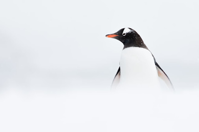 exposición-anual-fotografía-antártica-fotos-ganadoras-2018