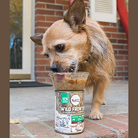 Nutro Wild Frontier Vital Prey Canned Dog Food review