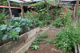 vegetable garden near Santiago de Puriscal