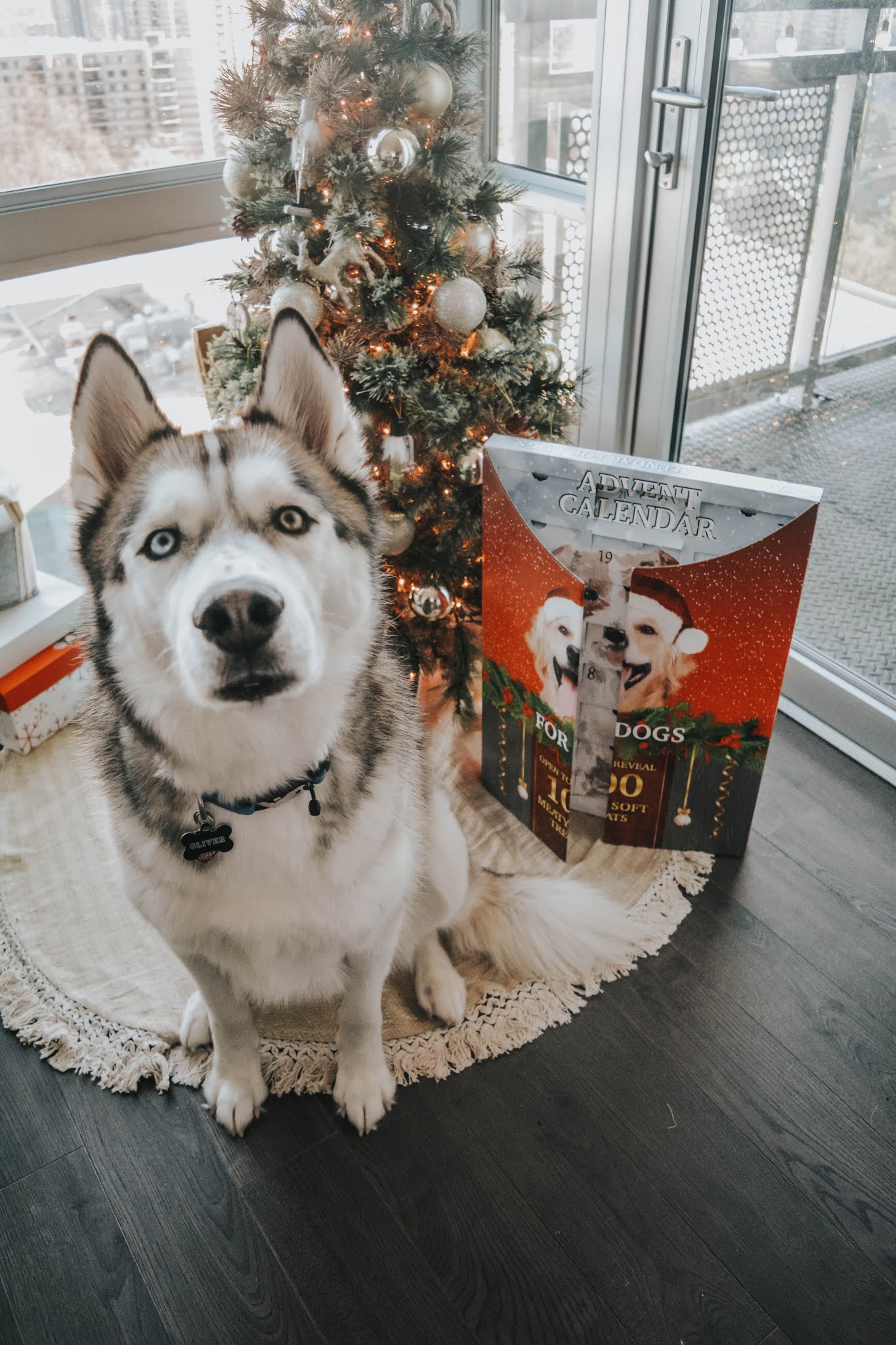 Costco Dog Advent Calendar Review