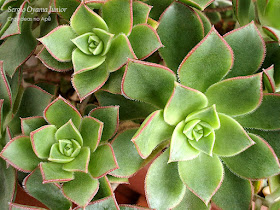 Suculenta Aeonium haworthii