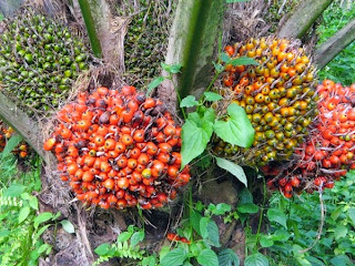 kelapa sawit