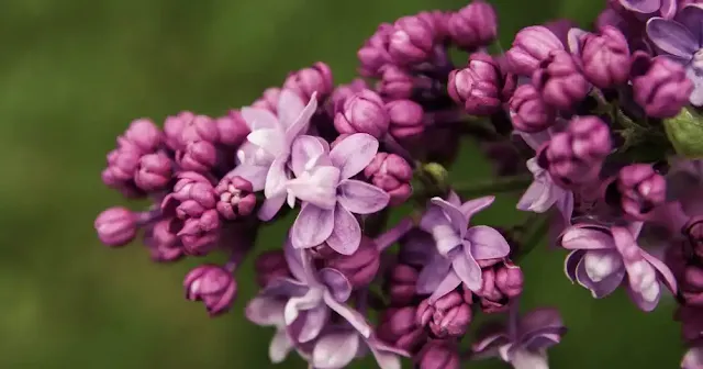 Lilac Plant Plant that soak up moisture from the air