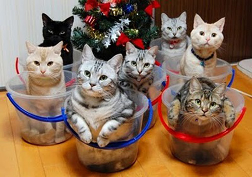 Organize Kitties Tubs.jpg