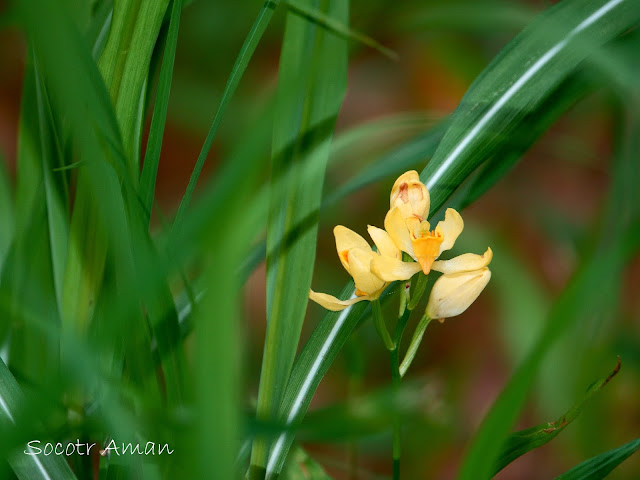 Cephalanthera falcata