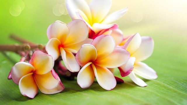 Mixed Pastels Frangipani / Plumeria Alba / Kamboja Campuran Warna Pastel