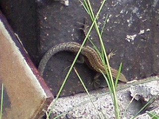 lizard