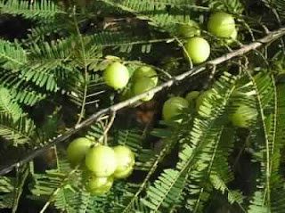 what is amla (indian gooseberry)? use, side effects and dose