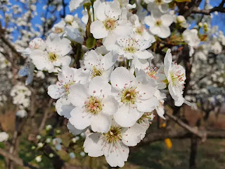 Cherry blossom 4