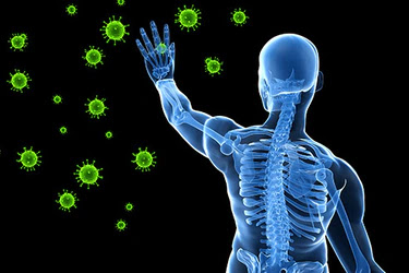 The Immune System as Body Support to Our Health