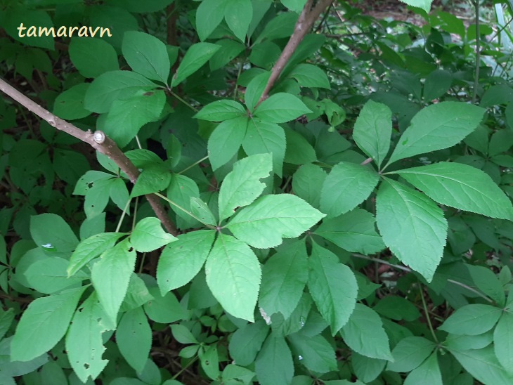 Свободноягодник сидячецветковый (Acanthopanax sessiliflorus, =Eleutherococcus sessiliflorus)