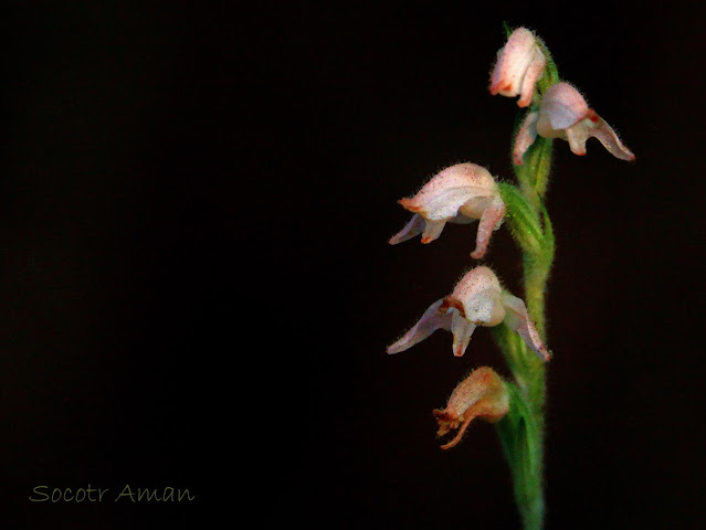 Goodyera schlechtendaliana