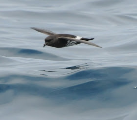 New Zealand Storm Petrel (Oceanites maorianus)