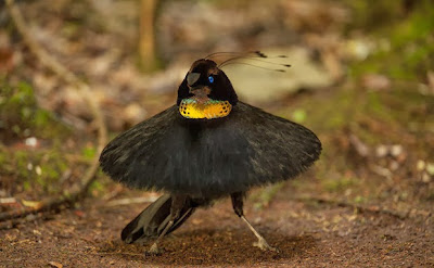 Aves-do-paraíso