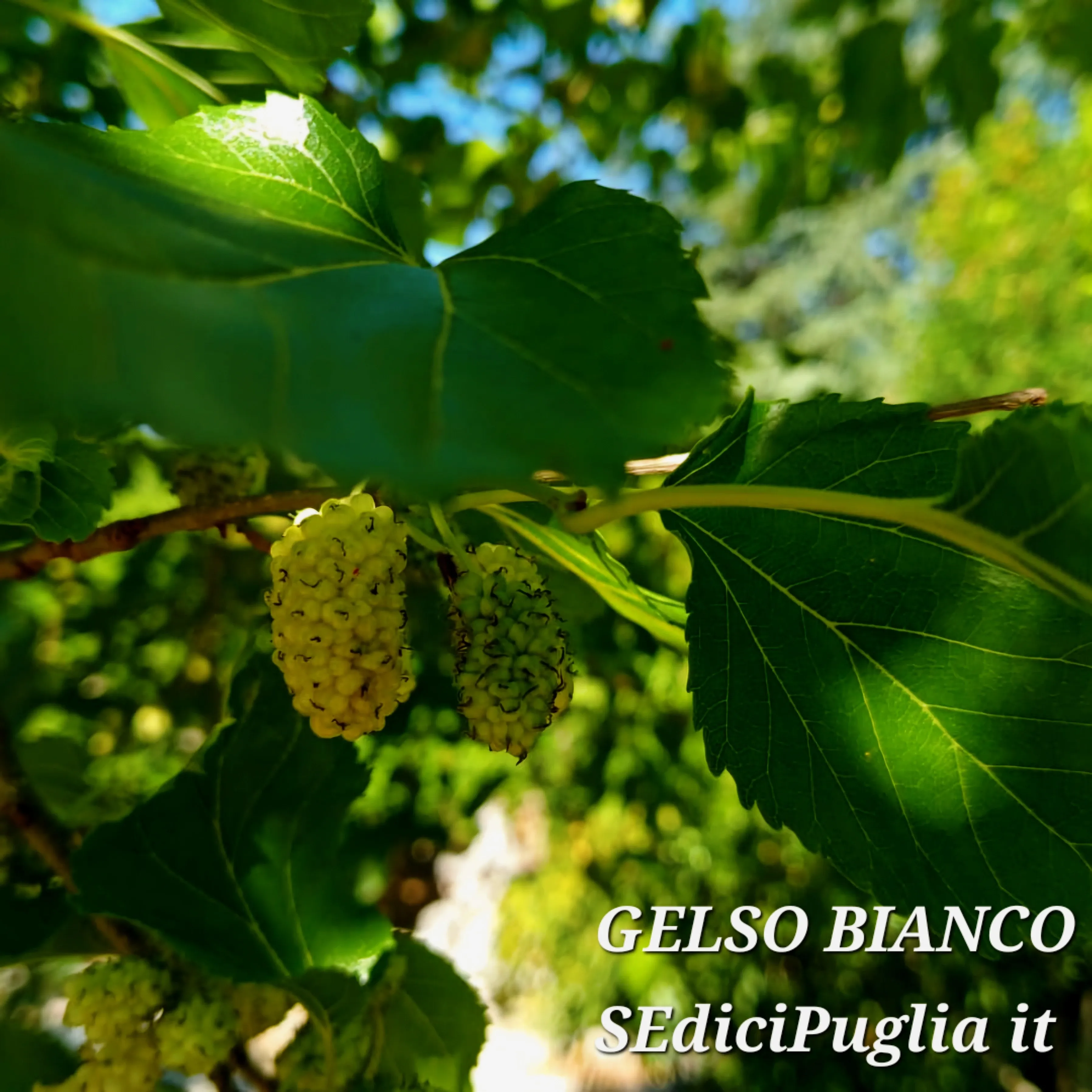Gelso pugliese– Un albero dimenticato che profuma di tradizione