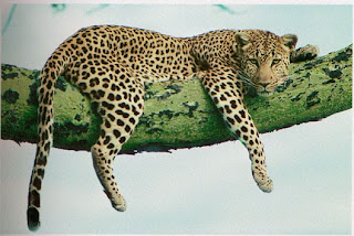 leopard