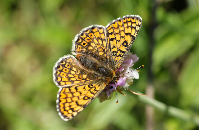 Glanville Fritillary - Isle of Wight