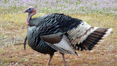 this fully grown turkey