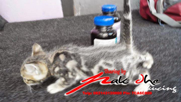 jual kucing tulungagung, blitar, kediri, trenggalek, madiun, ponorogo